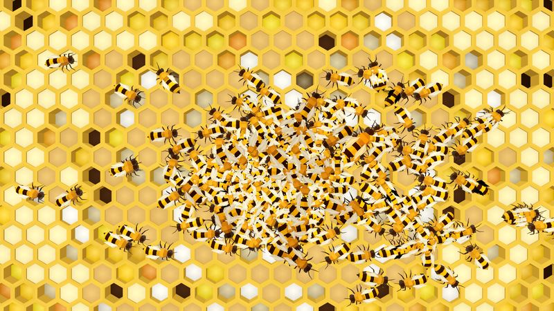 Honeycomb seen from above, crowded with bees over cells of brood, pollen and honey